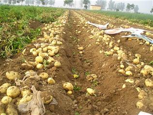 农民收获的商品土豆